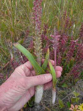 Image of Lachenalia variegata W. F. Barker