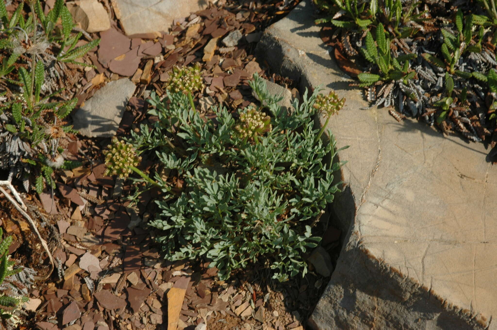 Image of Yukon podistera