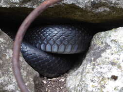 Image of Western whip snake