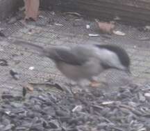 Image of Carolina Chickadee