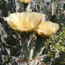 Sivun Opuntia vaseyi (J. M. Coult.) Britton & Rose kuva