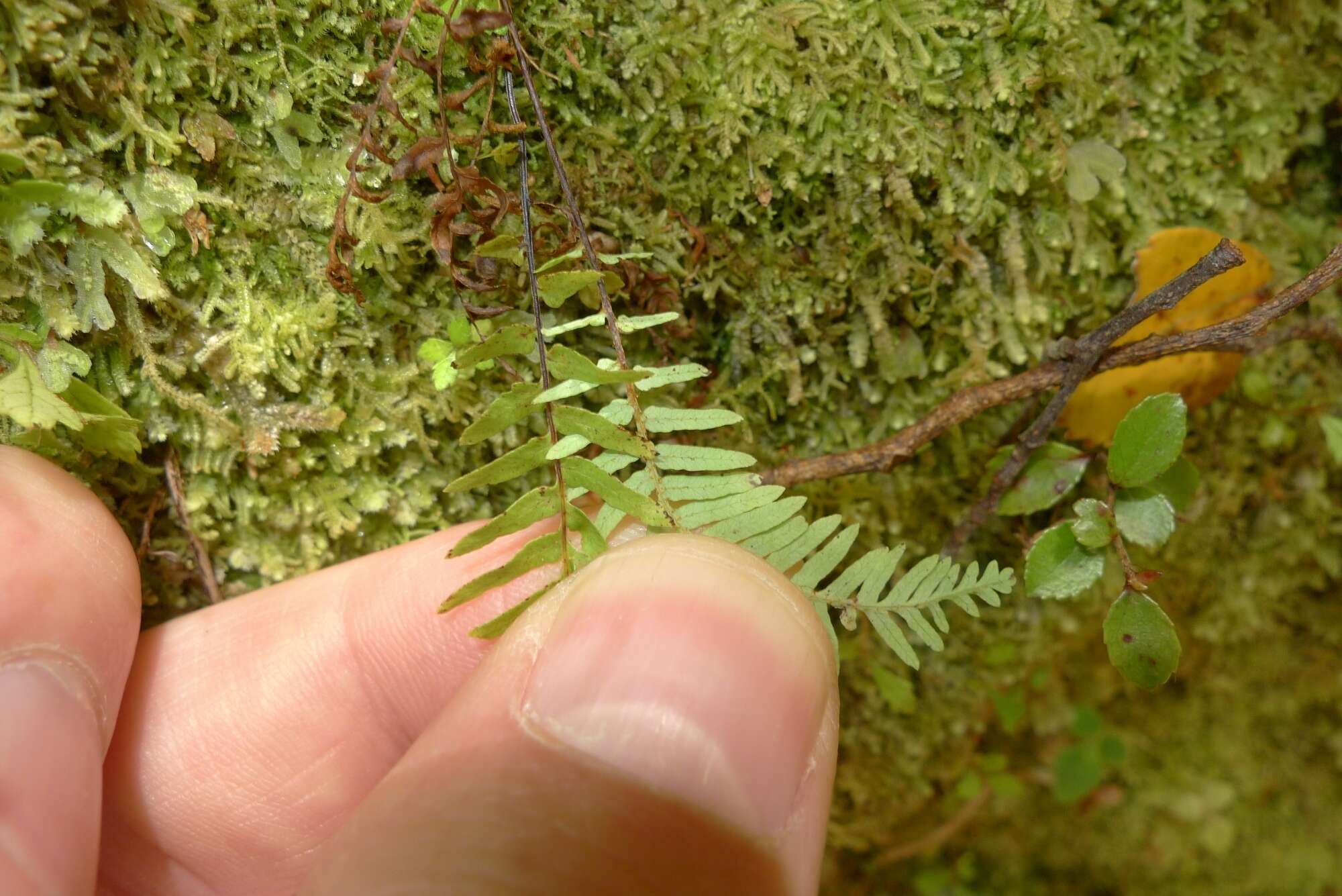 Image of Sticherus cunninghamii (Hew. ex Hook.) Ching