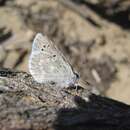 Sivun Icaricia icarioides moroensis (Sternitzky 1930) kuva