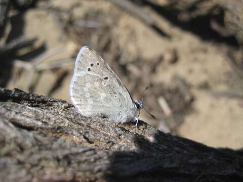 صورة Icaricia icarioides moroensis (Sternitzky 1930)