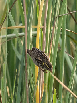 Image of Streaked Weaver