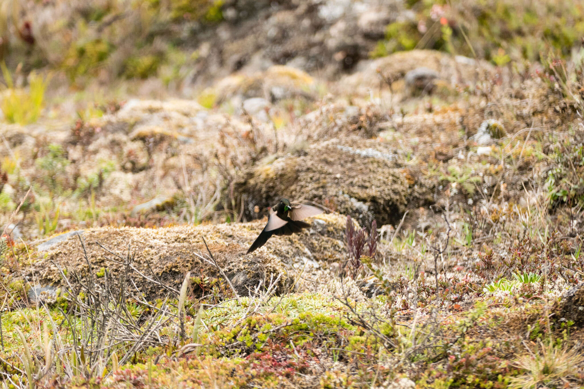 Image of Blue-mantled Thornbill