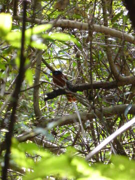 Image of Madagascar Paradise Flycatcher