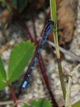 Image of Little Bluet