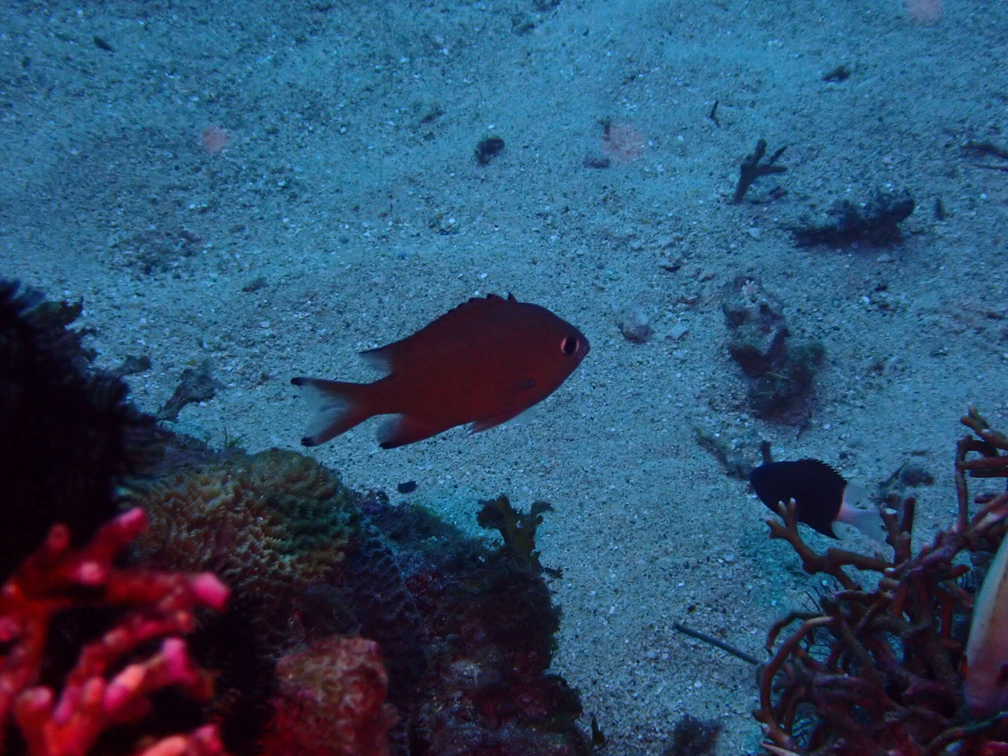 Image of Brown chromis