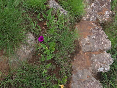 Image of Ipomoea pellita Hall. fil.