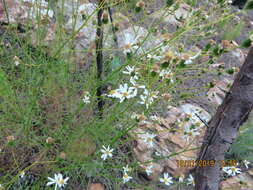 Image of Phymaspermum leptophyllum (DC.) Benth. & Hook. fil.