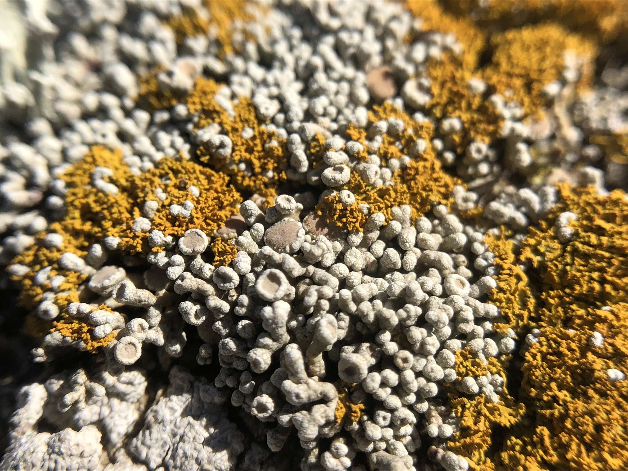 Image of Bolander's cladidium lichen