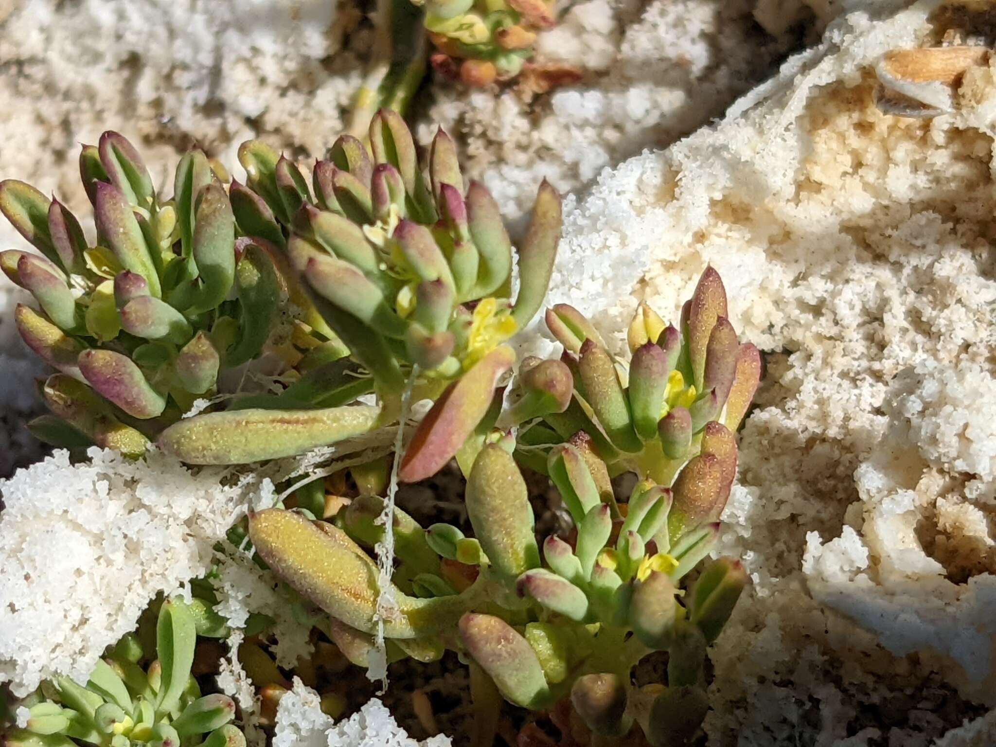 Image of Short-Stalk Stinkweed