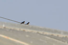 Hirundo lucida Hartlaub 1858 resmi