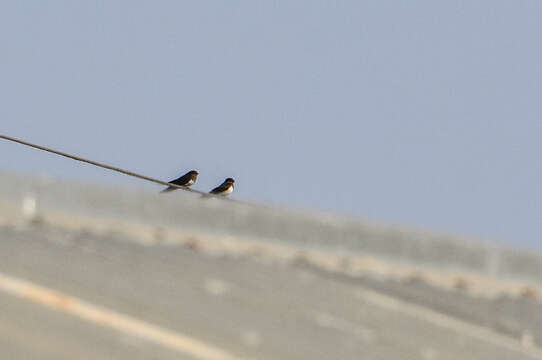 Hirundo lucida Hartlaub 1858 resmi