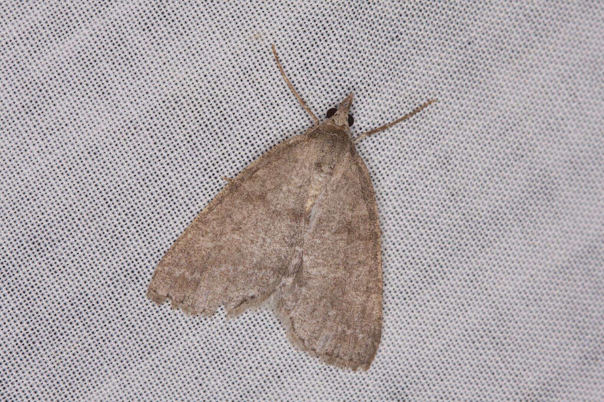 Sivun Chlenomorpha sciogramma Lower 1918 kuva