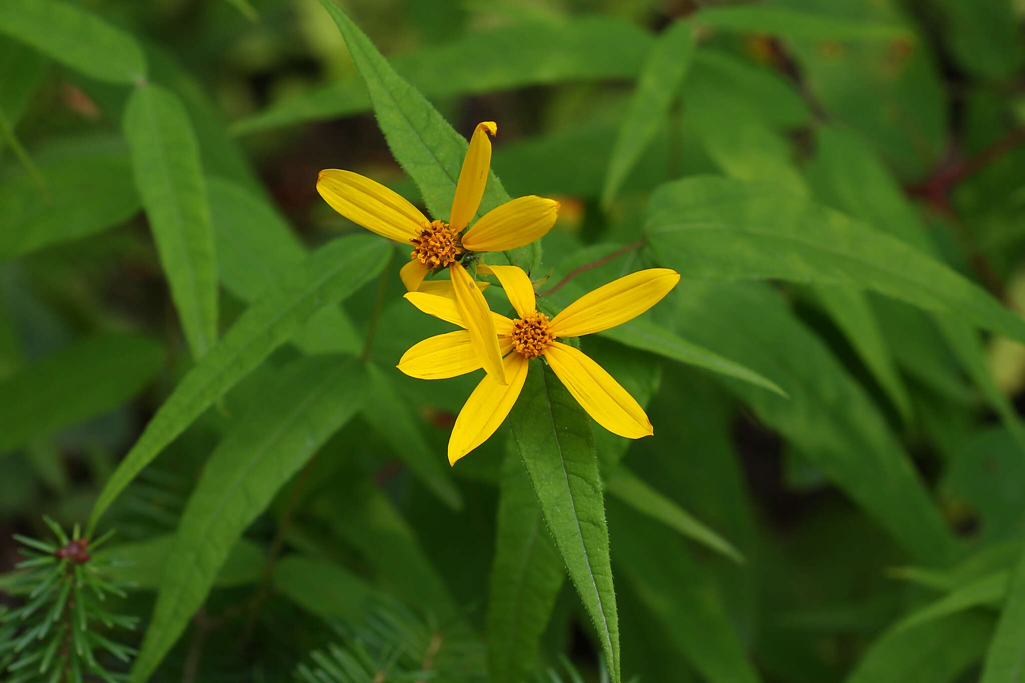 صورة Helianthus divaricatus L.