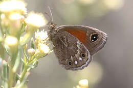 Imagem de Cosmosatyrus leptoneuroides Felder 1867