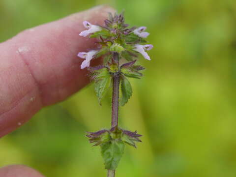 Image of field woundwort