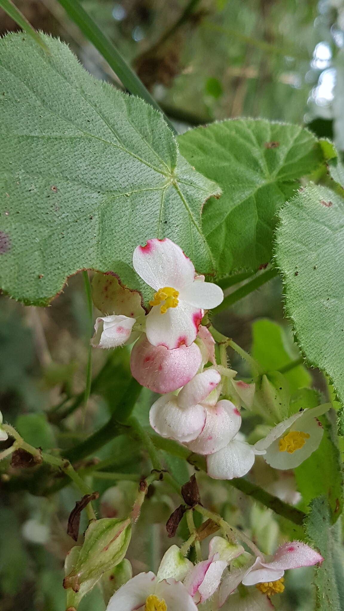 Слика од Begonia oaxacana A. DC.