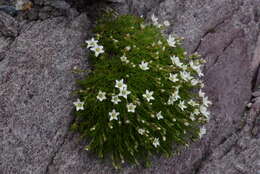 Image of Minuartia recurva (All.) Schinz & Thell.