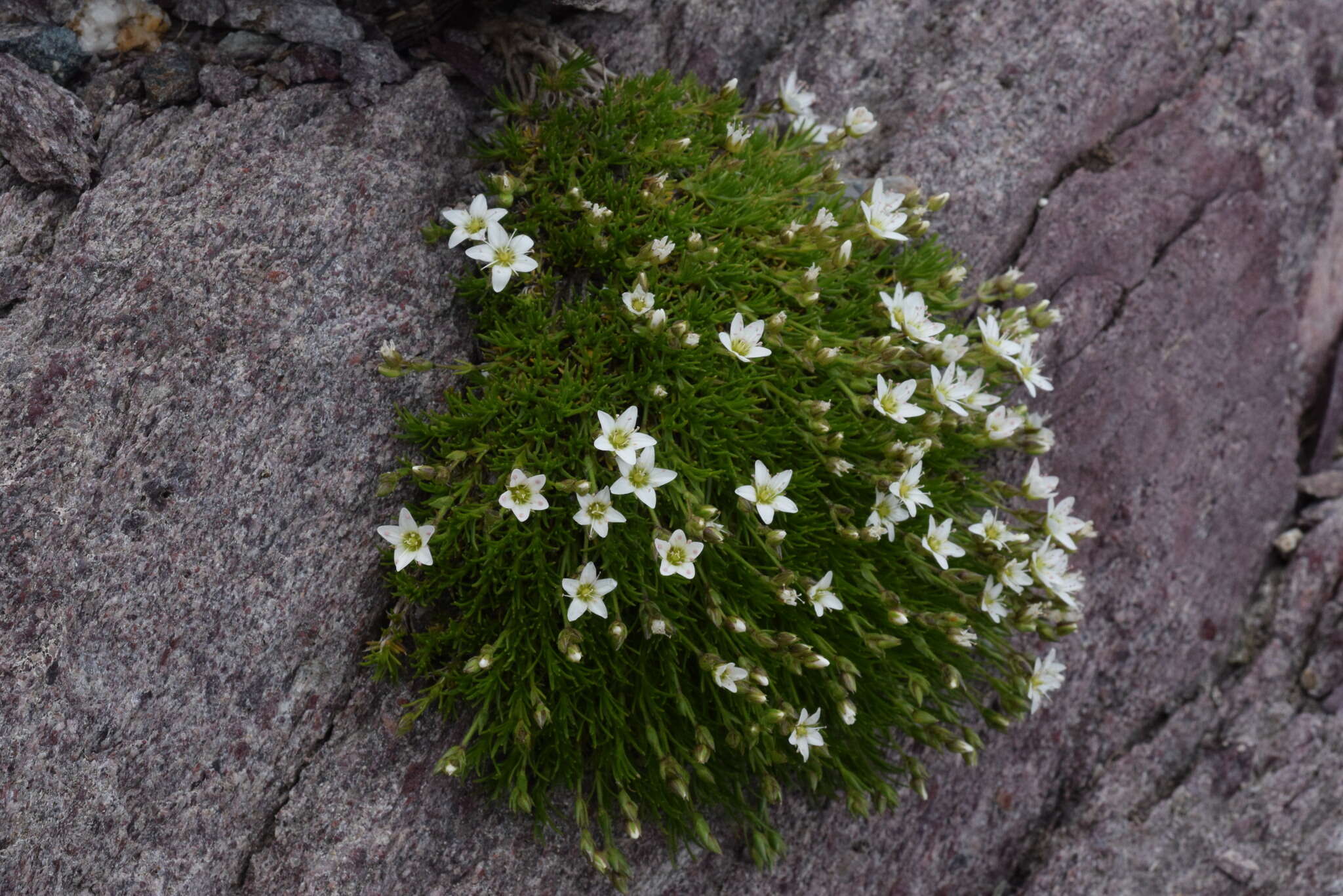 Image of Minuartia recurva (All.) Schinz & Thell.