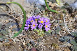 Primula borealis Duby resmi