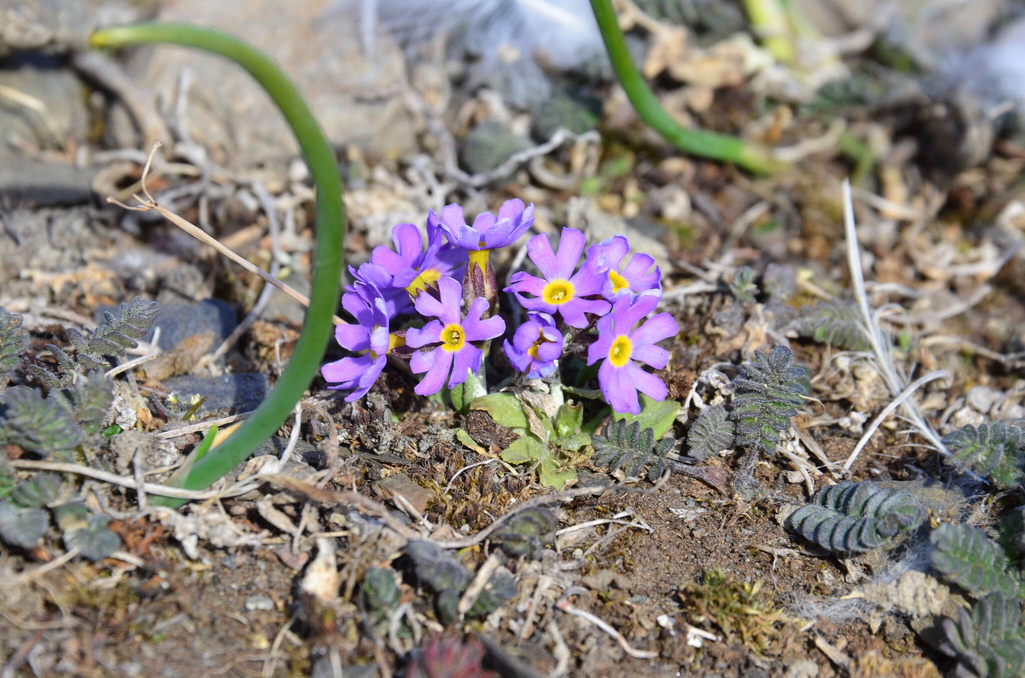 Image of northern primrose