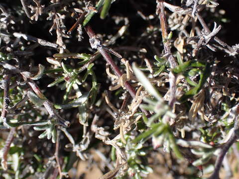 Image of Amphiglossa tomentosa (Thunb.) Harv.