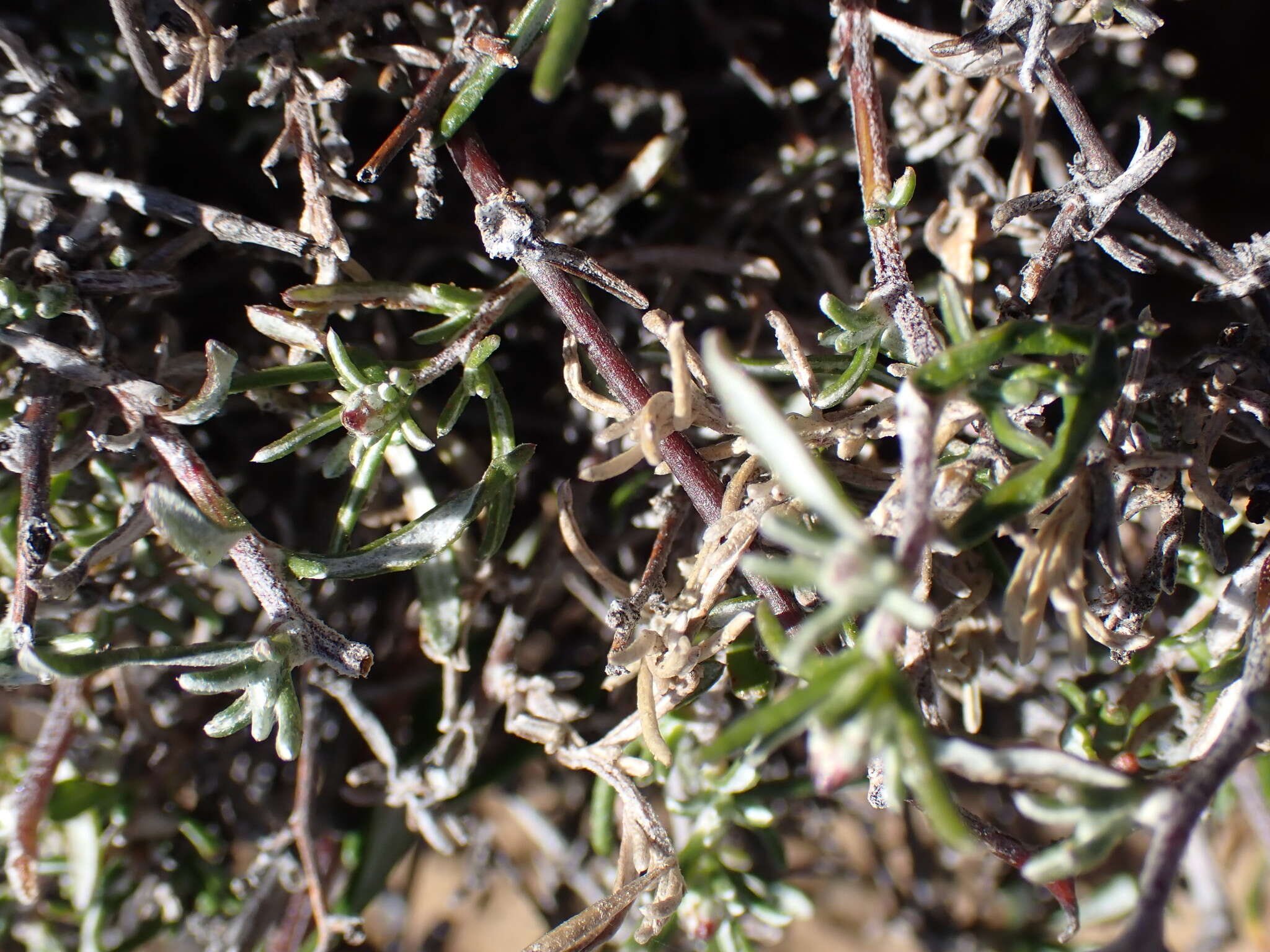 Amphiglossa tomentosa (Thunb.) Harv. resmi