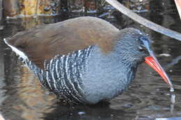 Image of African Rail