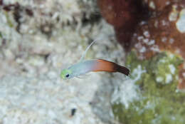 Image of Fire Dartfish