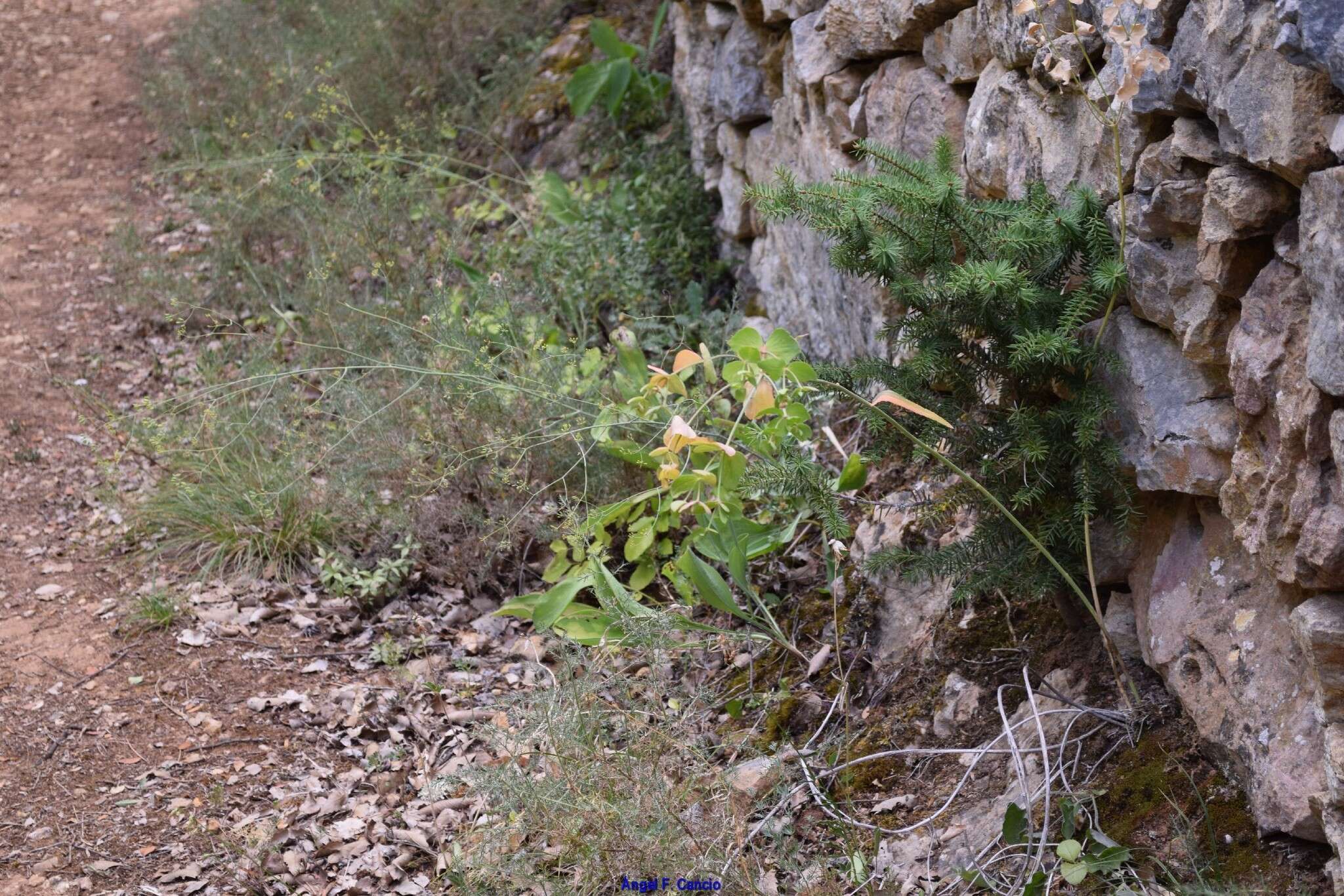 Plancia ëd Genista hispanica subsp. occidentalis Rouy