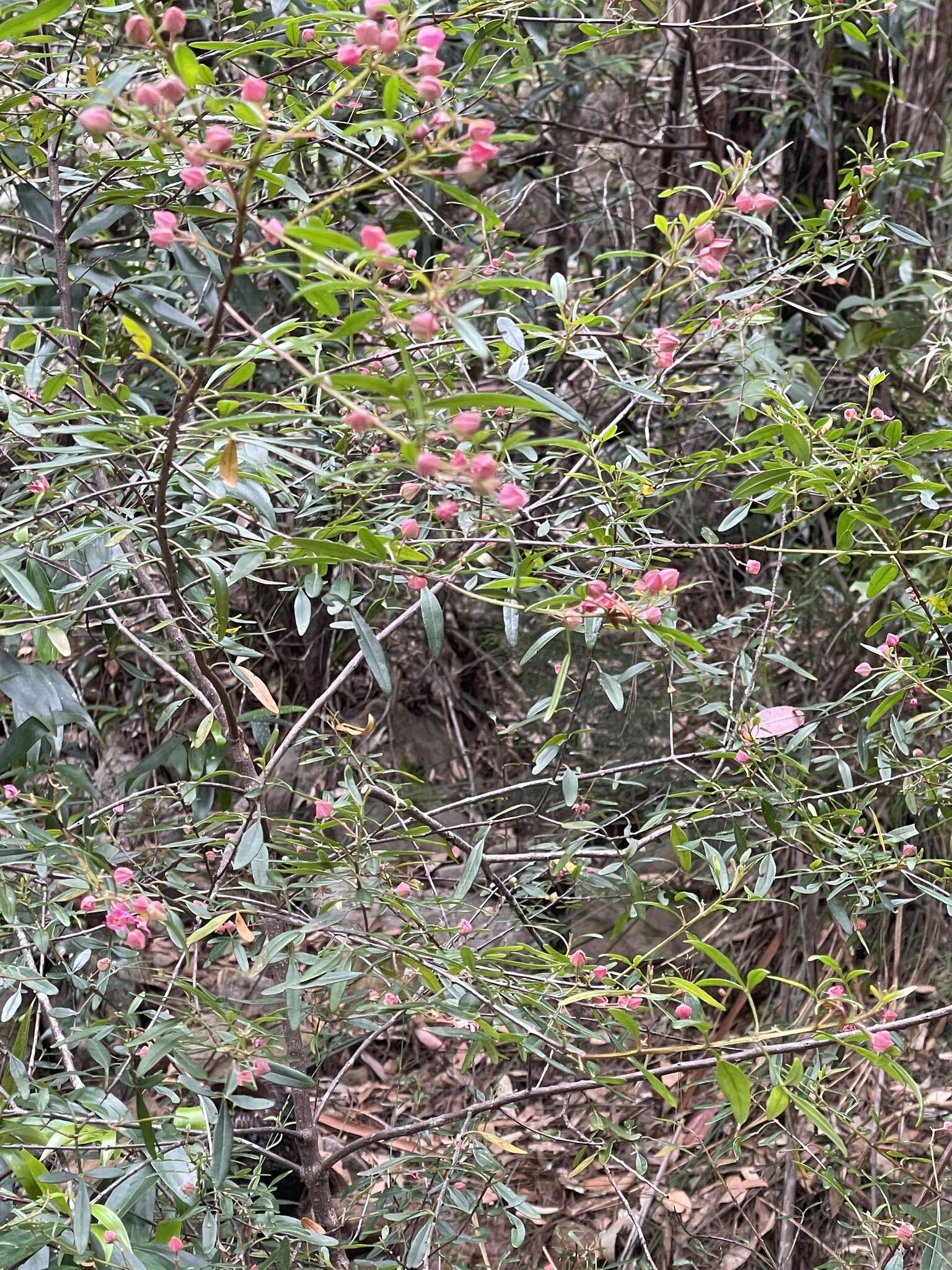 Image of Boronia fraseri Hook.