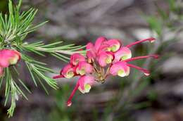 Image of Grevillea rosmarinifolia subsp. glabella (R. Br.) R. O. Makinson