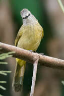 Image of Flavescent Bulbul