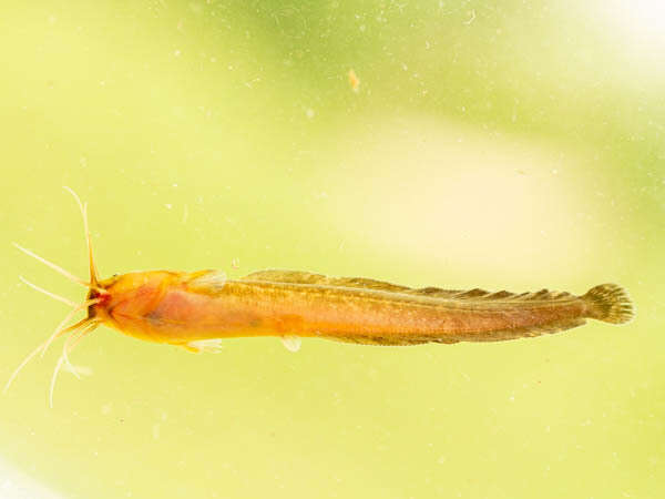 Image of Snake catfish