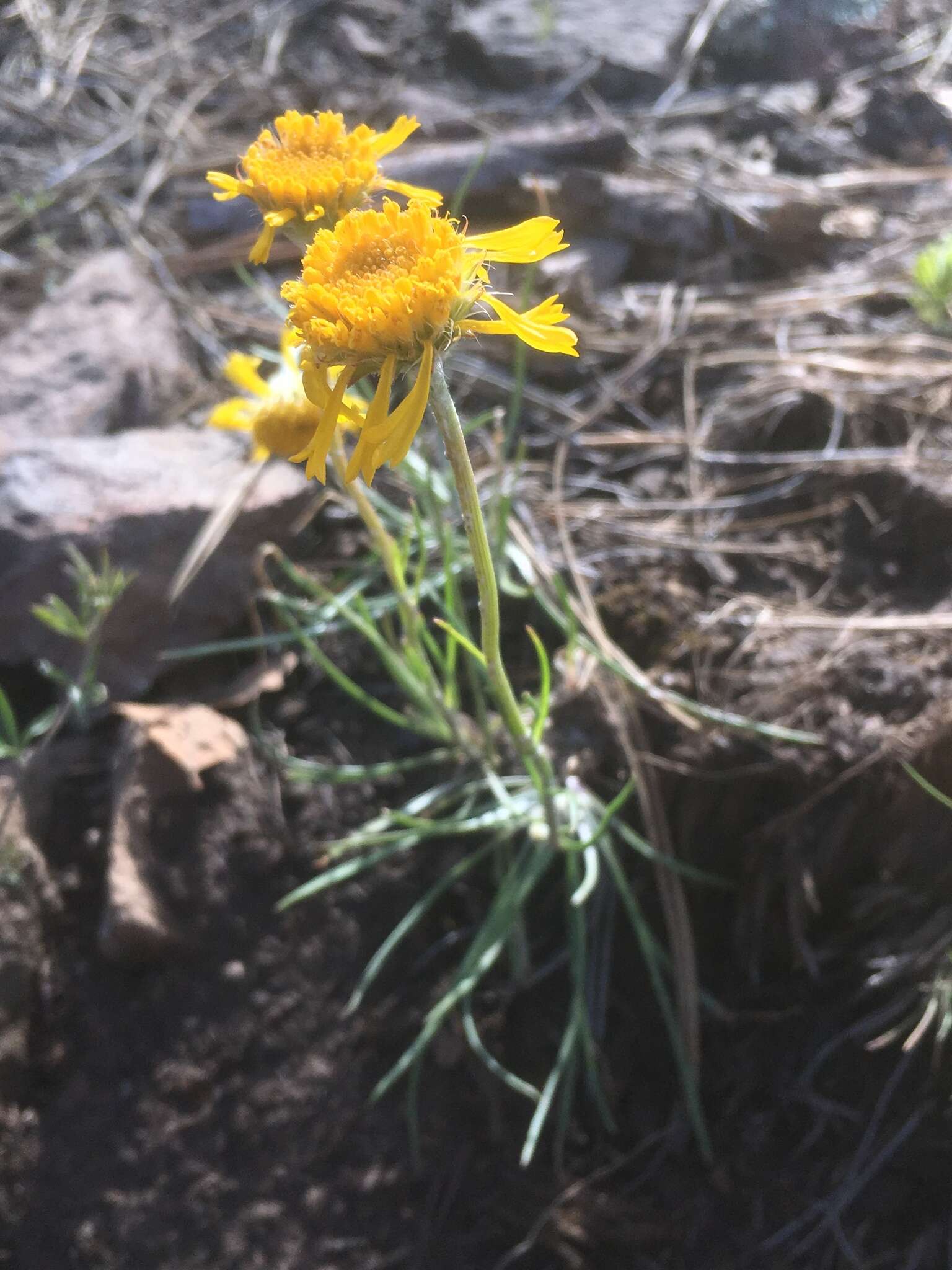 Image of Bigelow's rubberweed