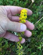 Image of downy goldenrod