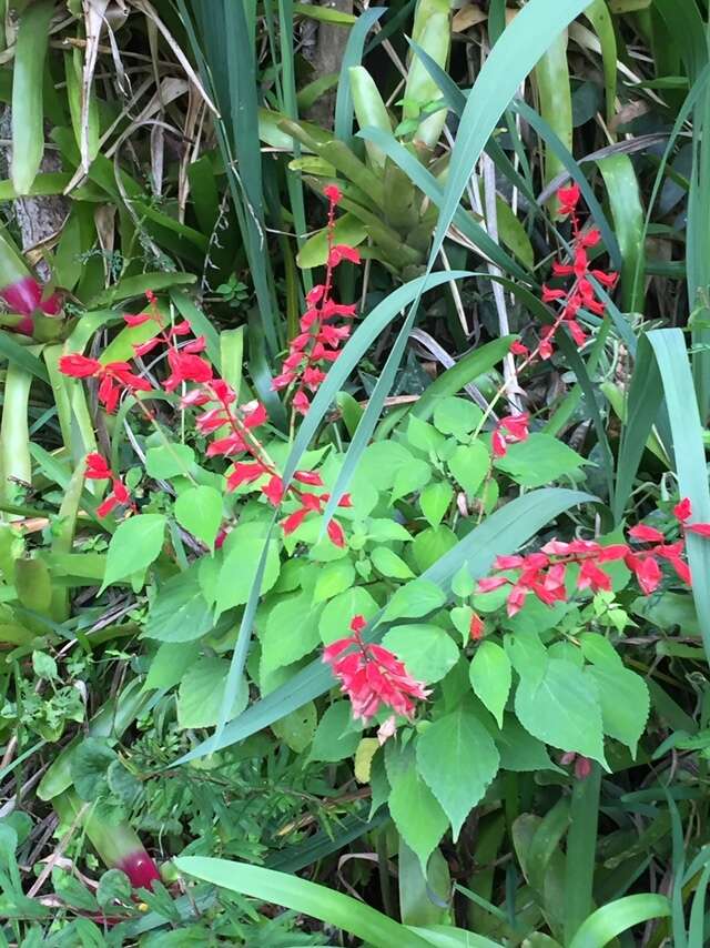 Imagem de Salvia splendens Sellow ex Nees