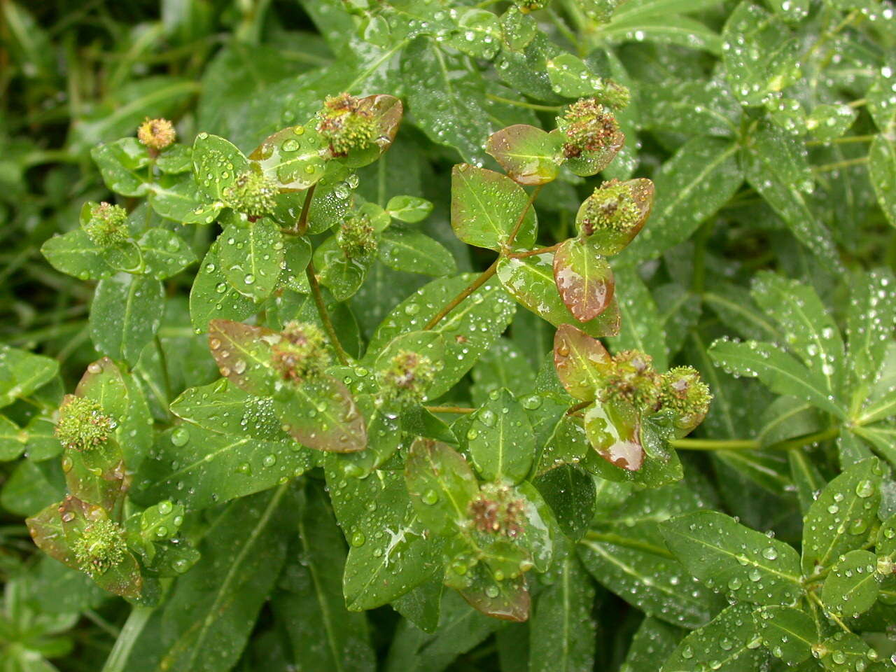 Euphorbia hyberna L. resmi