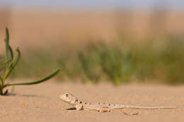 Image of Lake Eyre Dragon