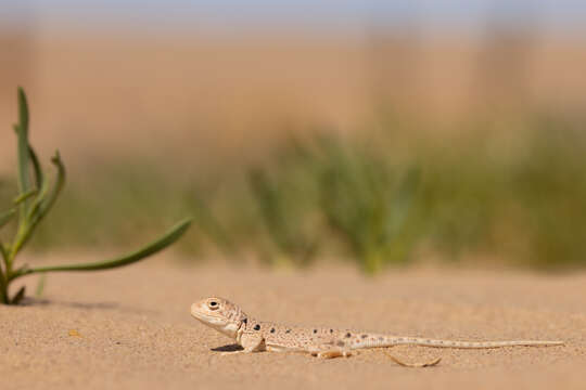 Image of Lake Eyre Dragon