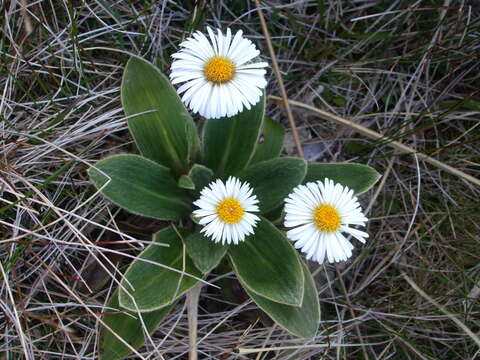 Image of Celmisia verbascifolia Hook. fil.