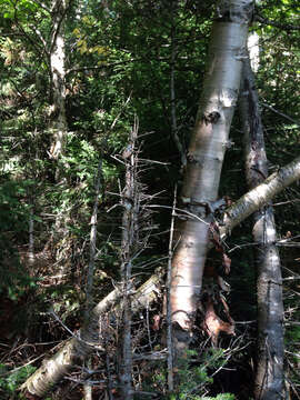 Image of Hearleaf Birch