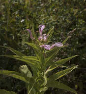 Imagem de Lobelia bridgesii Hook. & Arn.