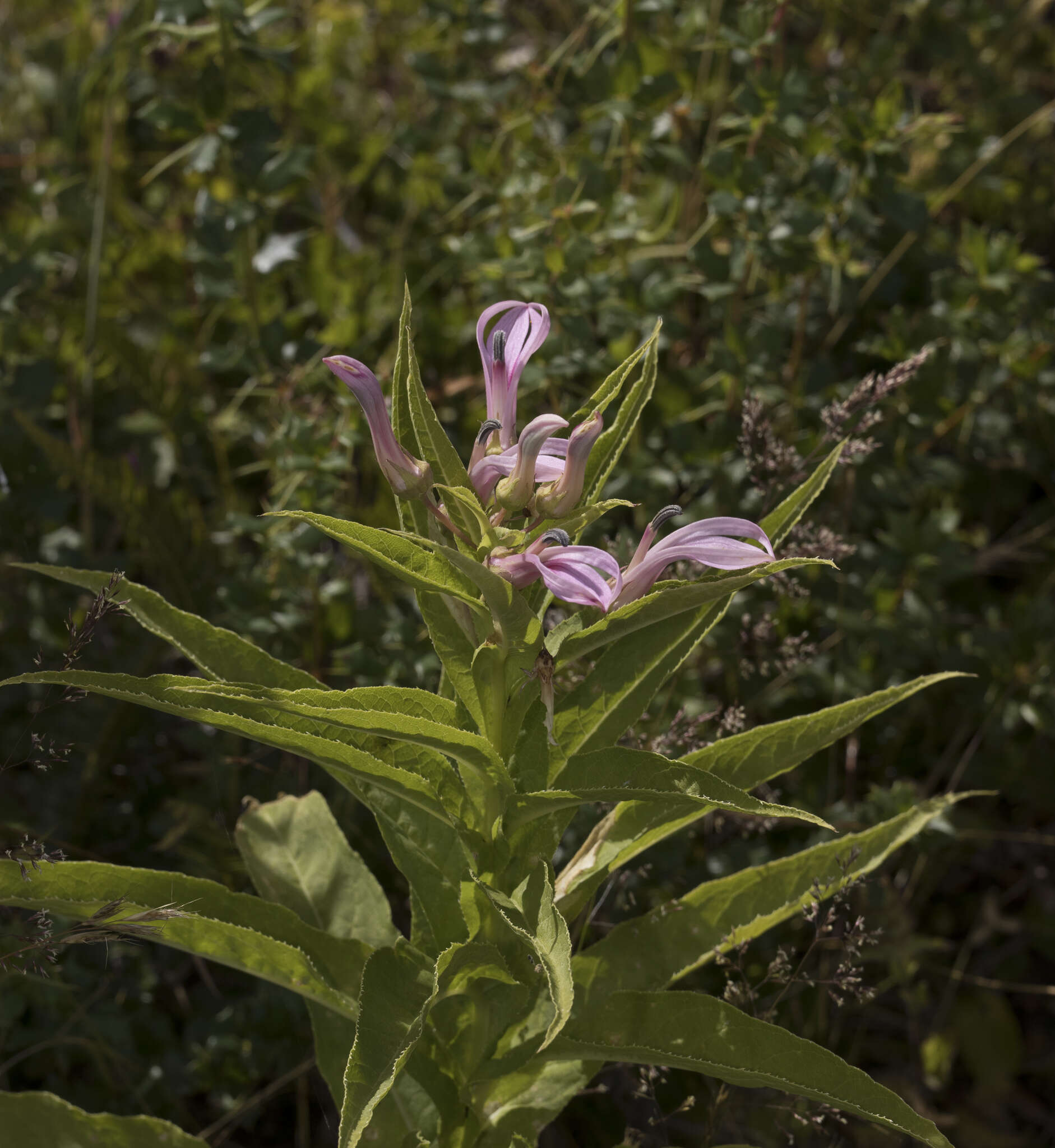 Imagem de Lobelia bridgesii Hook. & Arn.