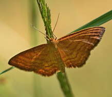 Idaea ochrata Scopoli 1763 resmi