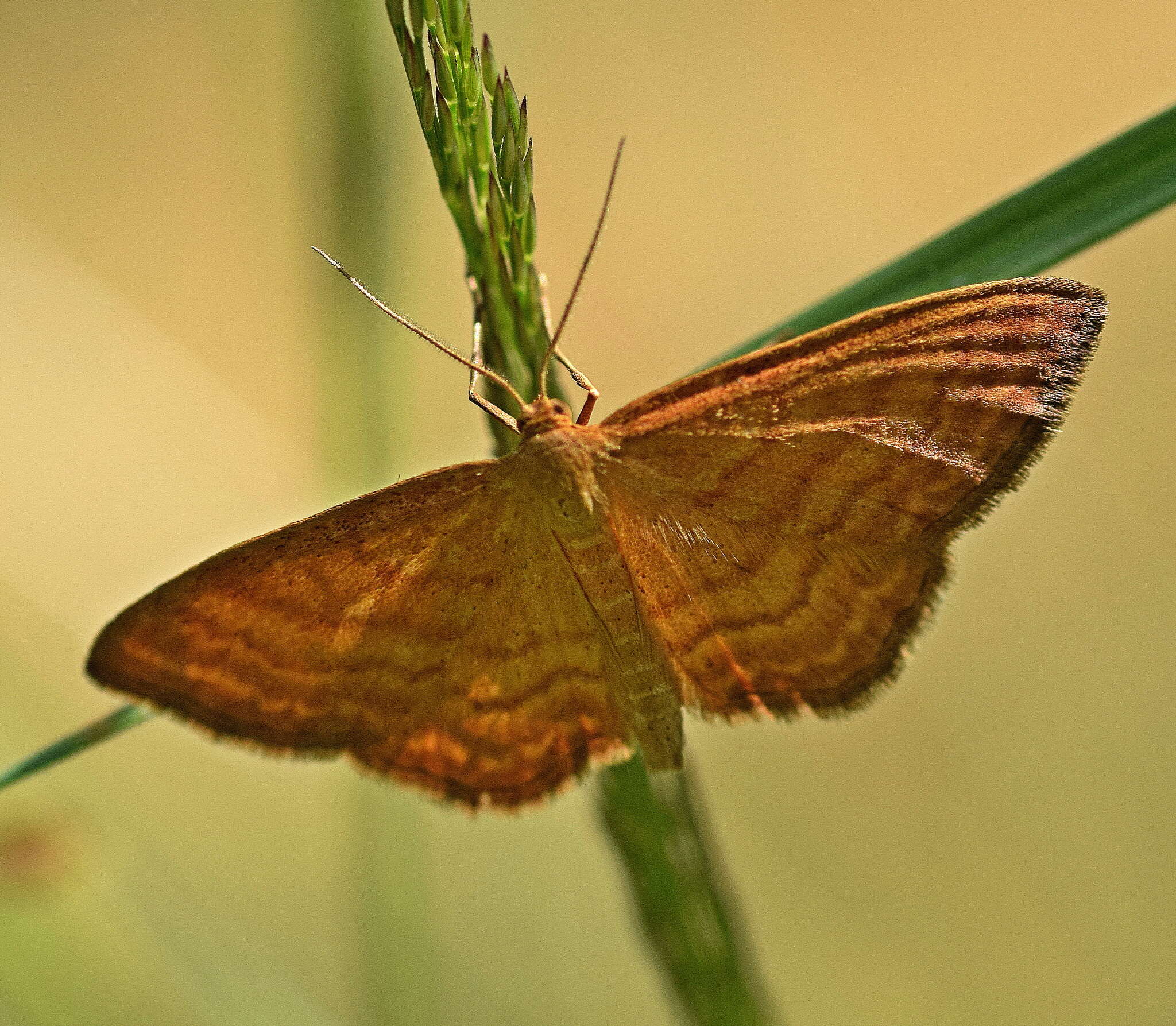 Idaea ochrata Scopoli 1763 resmi