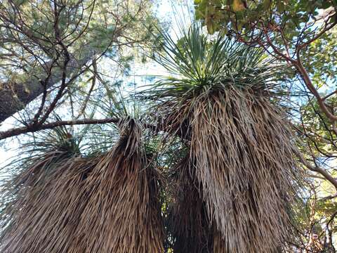 Image de Nolina beldingii Brandegee